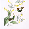Rufous-crested Coquette